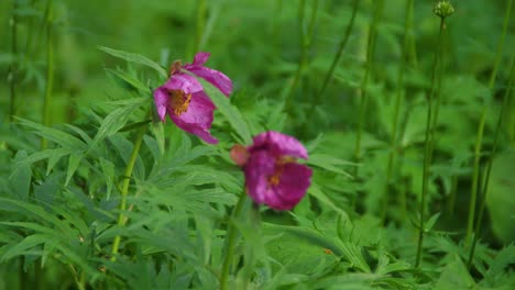 pink flowers in a green meadow