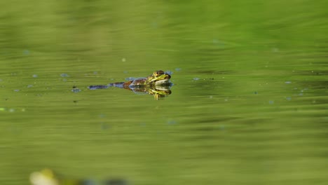 Malayan-giant-toad-frog-or-river-toad