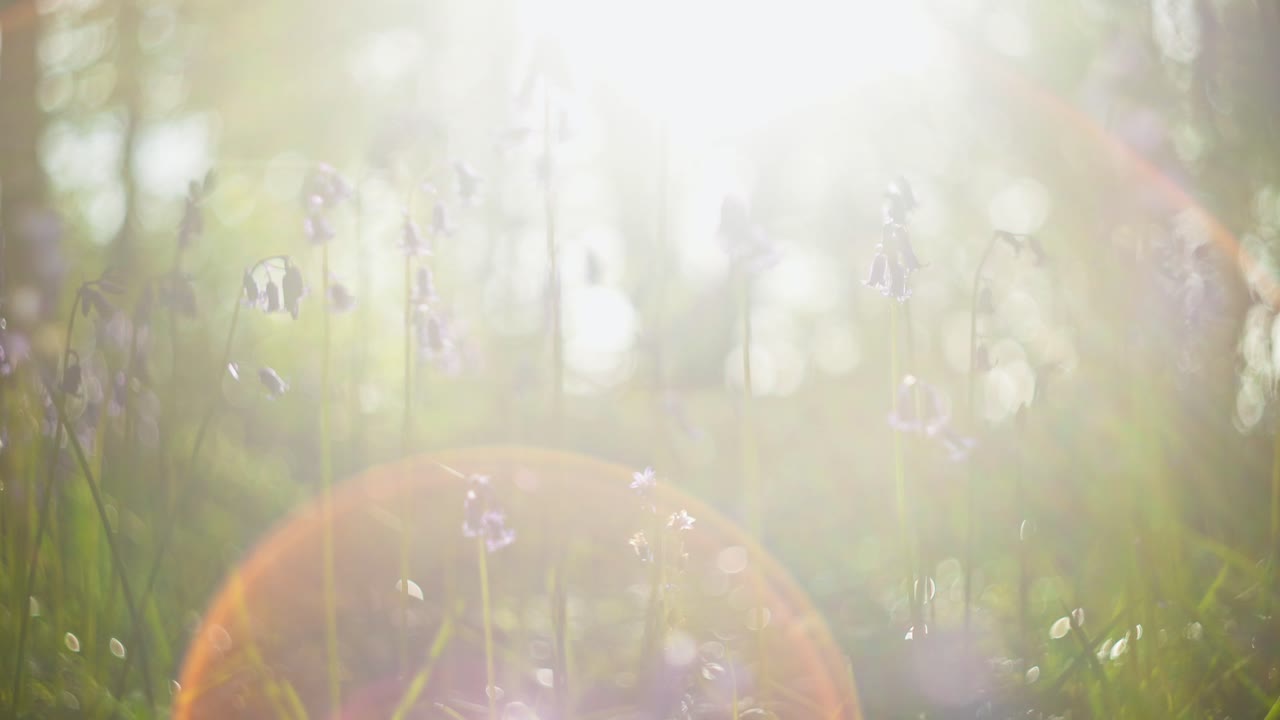 Sunlight filtering through a forest of bluebells