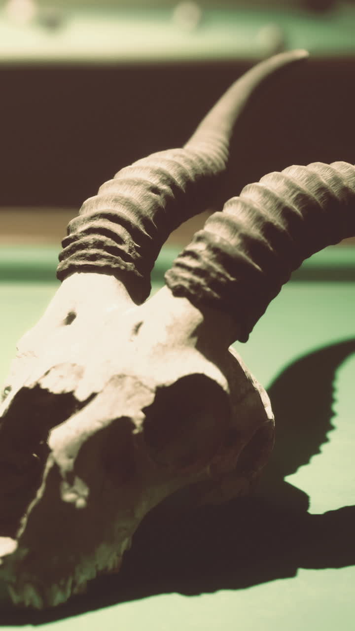 Skull of a ram displayed in a museum during a daytime visit