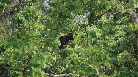 Endemic-Howler-Monkey-Climbing-On-The-Trees-Inside-The-Tropical-Jungle-In-South-America