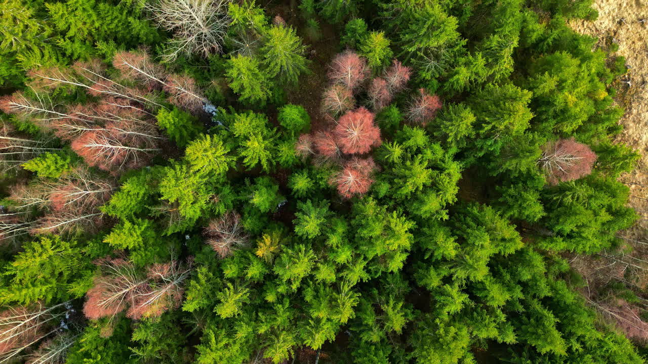 vista desde arriba de un bosque de coníferas a principios del otoño - toma de un avión no tripulado