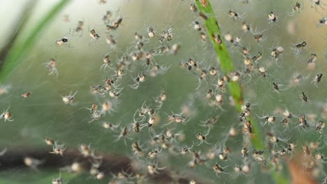 arañas bebé arrastrándose en la tela de vivero