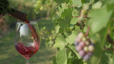 pouring red wine in vine grapes vineyards at slow motion