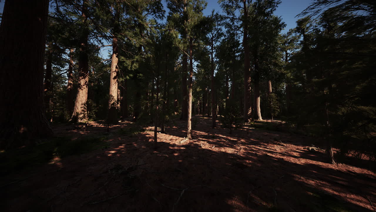 Albero di sequoia nel Parco Nazionale di Yosemite