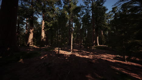 Sequoia-Tree-in-Yosemite-National-Park