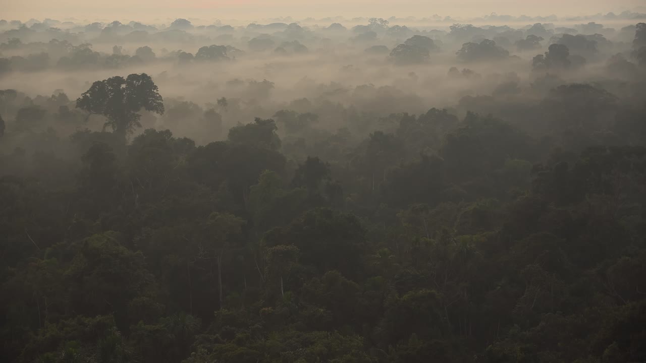 Aerial view of tree tops  of a tropical rainforest covered with a light mist of fog during the dawn hour, slow pan shot