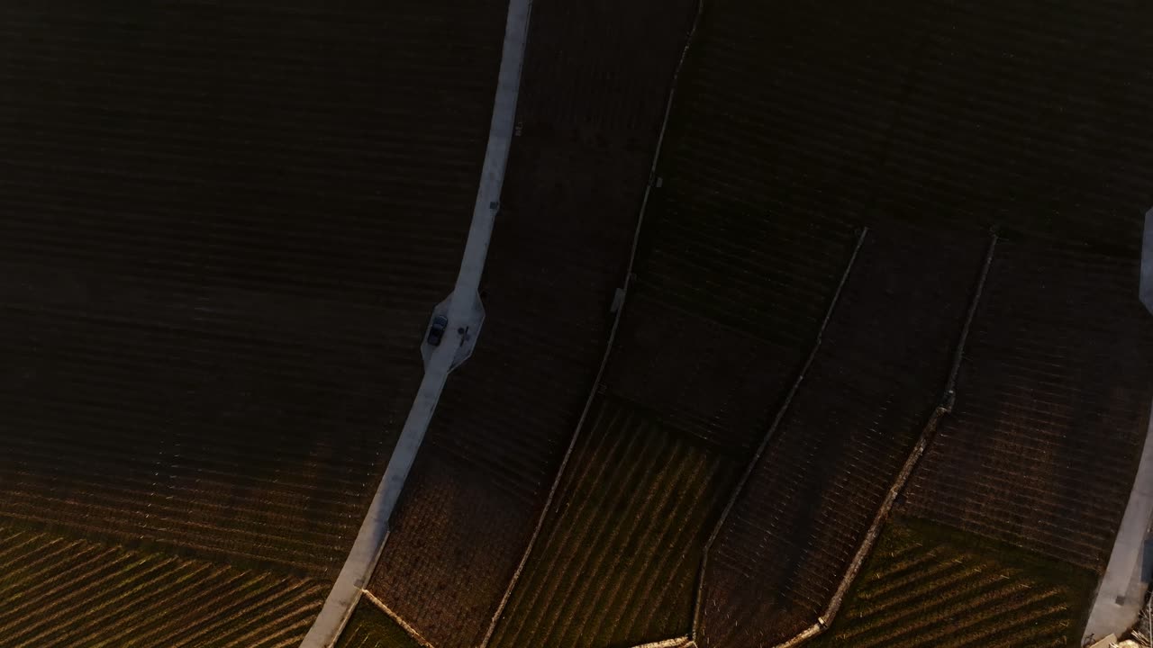 Aerial View of Vineyard Rows at Sunset