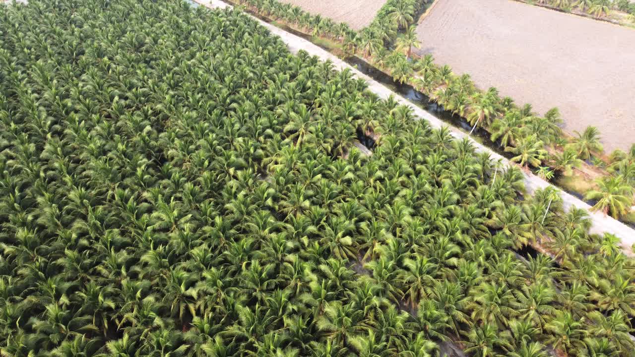 농업에서 판매를 위한 코코 ⁇  재배