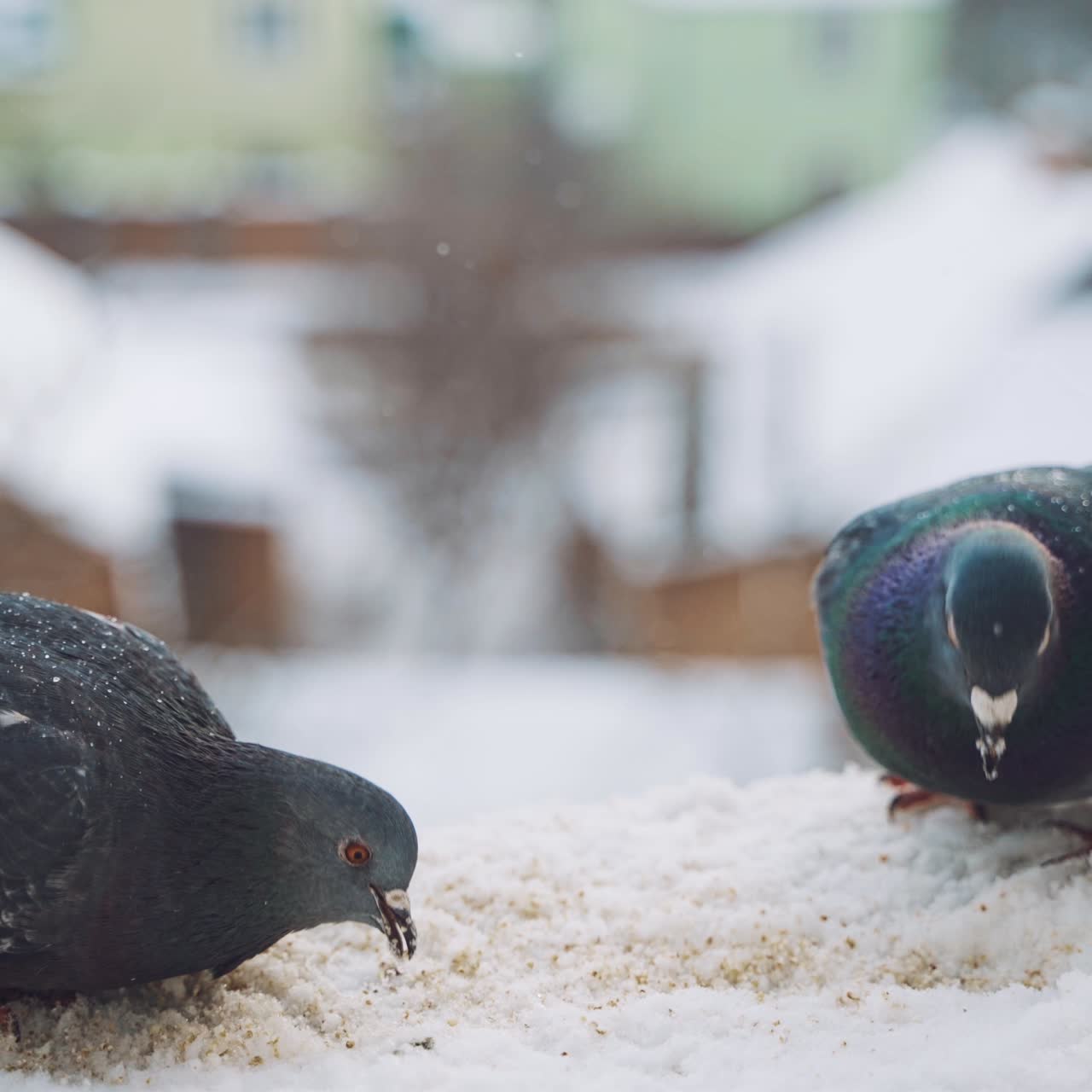 Pigeons in snow. Feeding of birds.