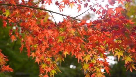 close up of beautiful japanese red maple leaves waving in slow motion