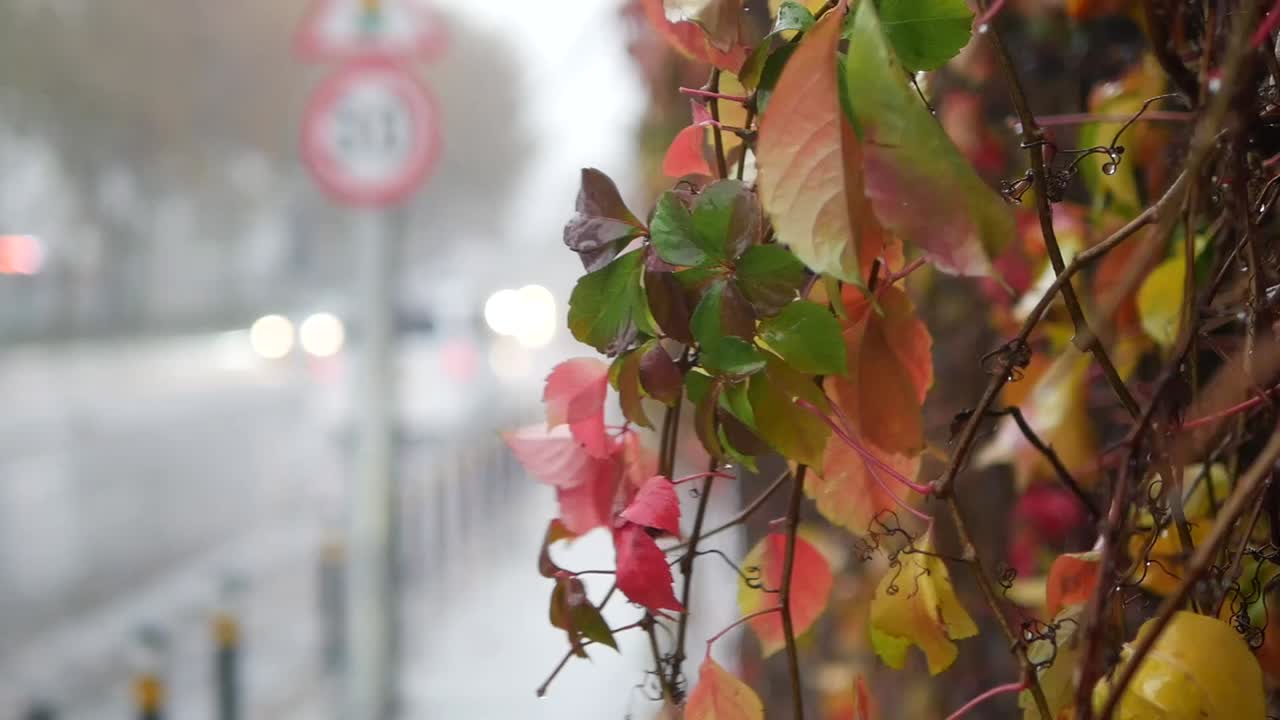 도시에서 비가 오는 가을 날