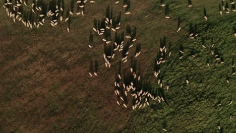 Vista-Aérea-De-Cientos-De-Ovejas-Blancas-Pastando-En-Un-Prado-En-Un-Día-De-Finales-De-Verano-En-Sihla,-Eslovaquia