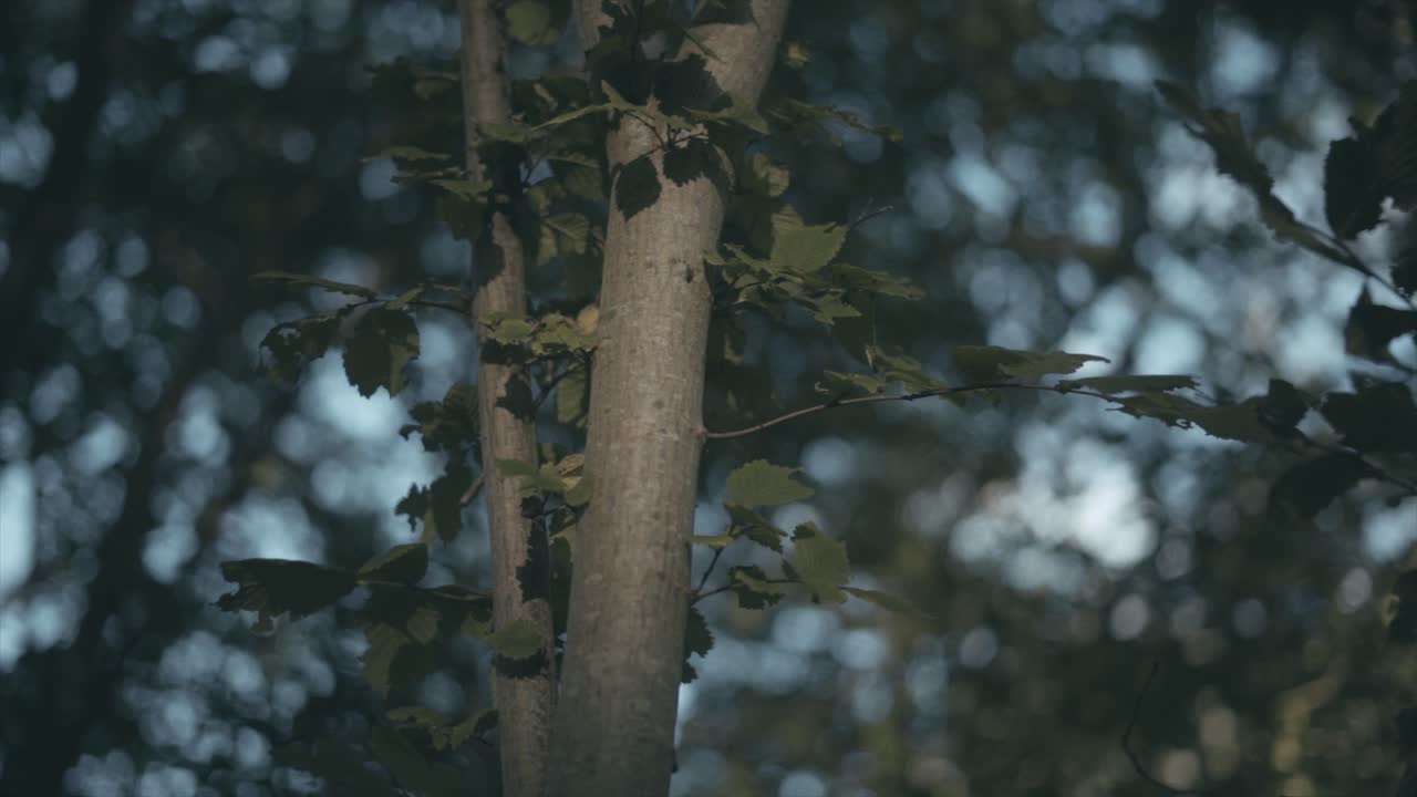 The forrest of northern Denmark