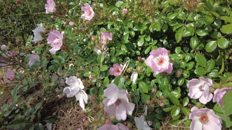 A-close-up-view-of-a-pink-rose-bush-in-full-bloom-on-a-sunny-summer-day