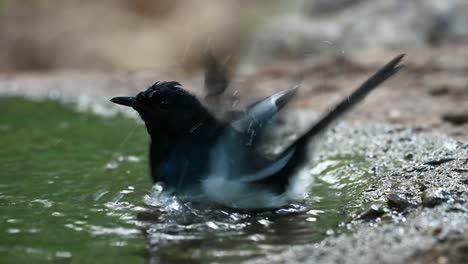 close up shot of a little oriental magpie robin, copsychus saularis, bathing in a freshwater spring before going to roost for the night in thailand, southeast asia