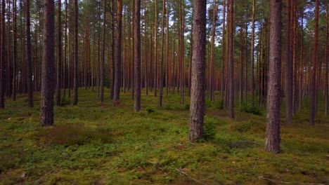 Wild-pine-forest-with-green-moss-and-heather-under-the-trees,-slow-aerial-shot-moving-low-between-trees,-sunny-autumn-day,-sunrays-and-shadows,-wide-angle-drone-dolly-shot-moving-right