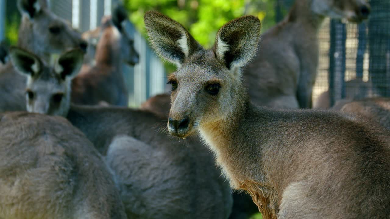 multitud de canguros rojos en un santuario de animales en brisbane, queensland - macropus rufus en australia - tiro con zoom