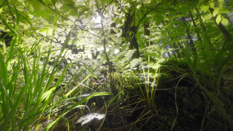 A-wide-angle-slow-motion-shot-of-grass-and-other-plants-in-Polish-forest-litter-in-spring-with-bright-green-and-sunlight-leaking-into-the-lens