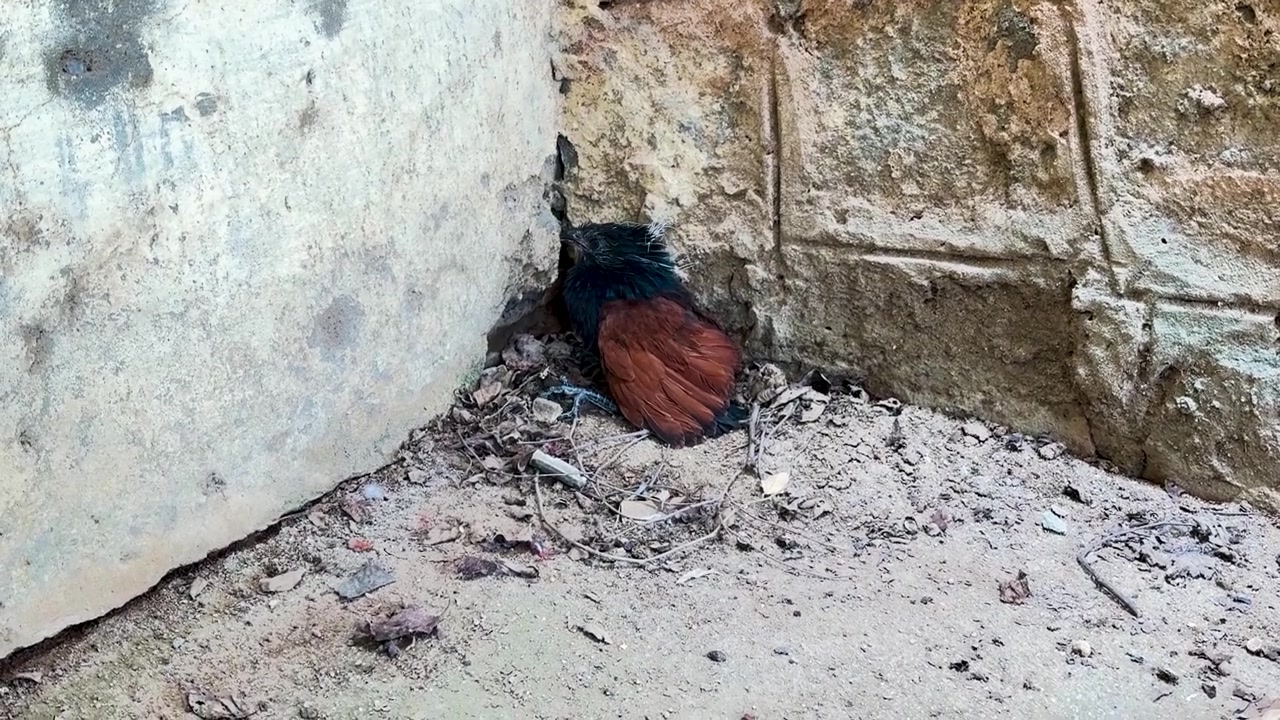 Small Wild Bird Resting Beside an Old Stone Wall in a Natural Habitat