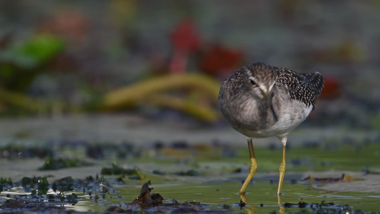 el sandpiper de madera se alimenta de hojas flotantes
