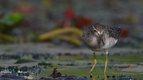 Wood-sandpiper-feeding-on-Floating-leaf