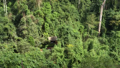 remote hut in dense jungle surroundings tilting up to top of jungle tree skyline