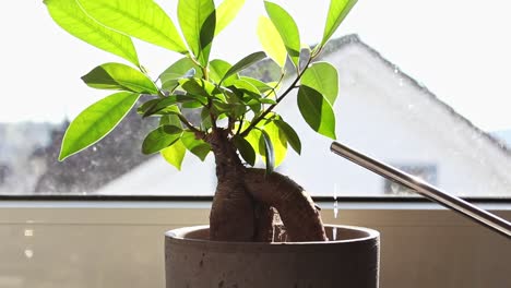 Watering-a-small-indoor-bonsai-tree-next-to-a-sunny-window-sill