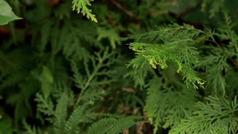 ambient motion of swaying lush peacock fern or selaginella willdenowii foliage in a tropical jungle creating a calm soothing scene