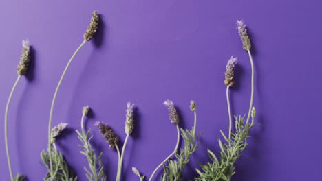 video de flores y hojas de lavanda con espacio de copia sobre fondo púrpura