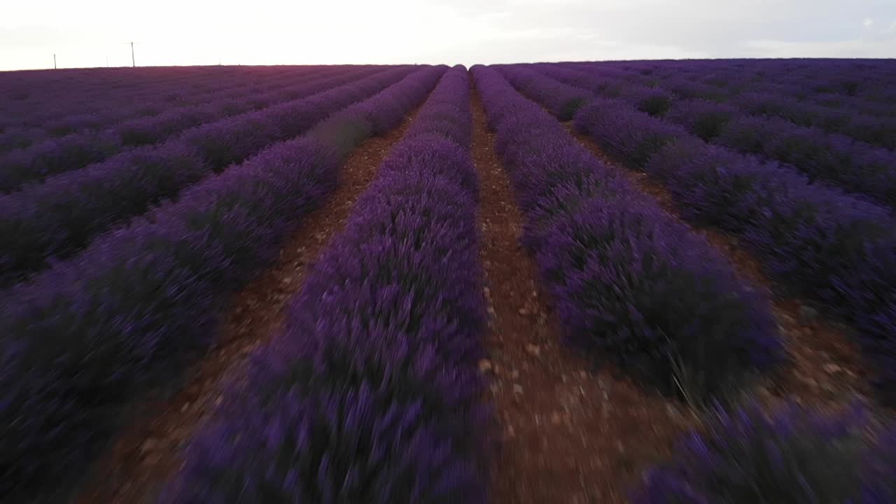 volando recto un metro sobre el campo de lavanda en la provenza francesa en julio de 2018