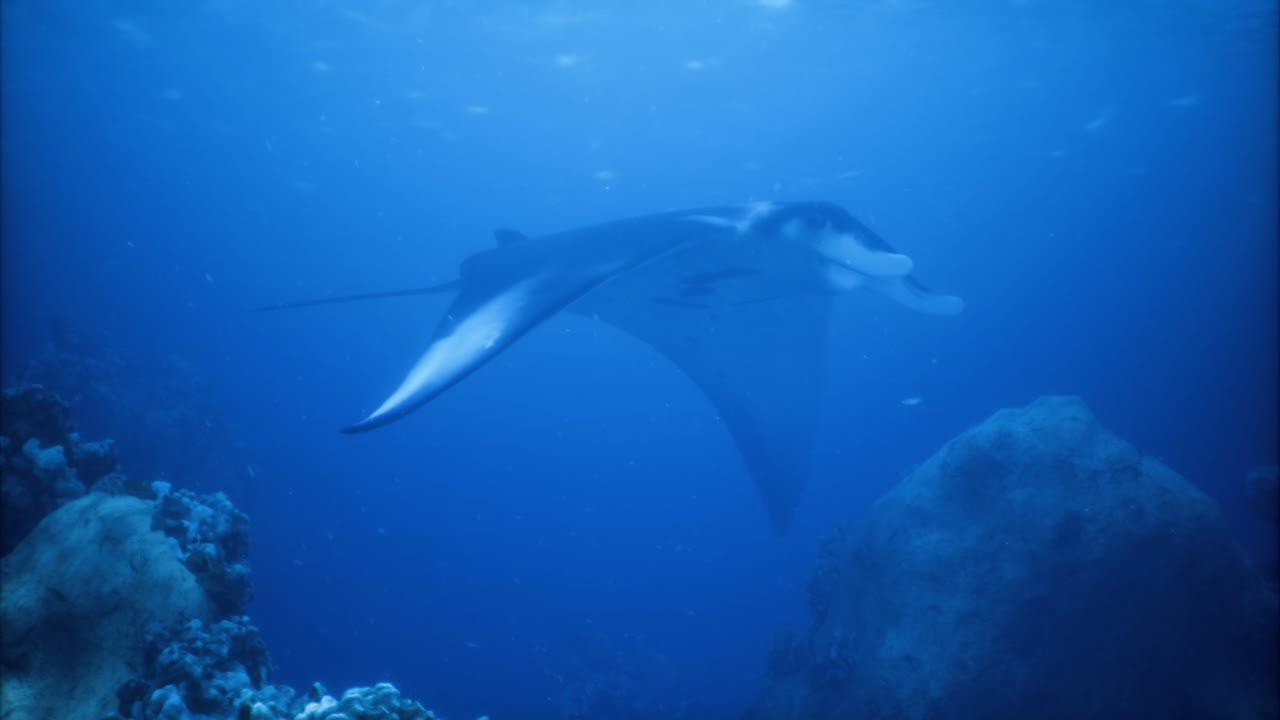 Majestic manta ray gliding gracefully in deep blue ocean waters