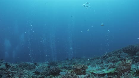 streams of bubbles rising to the surface from a deep coral reef on the ocean floor