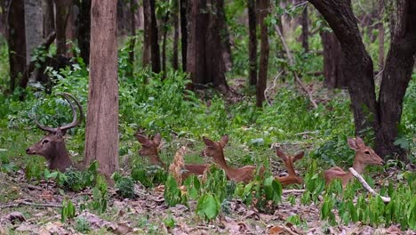 El-Ciervo-Del-Campo-Es-Una-Especie-En-Peligro-De-Extinción-Debido-A-La-Pérdida-De-Hábitat-Y-La-Caza