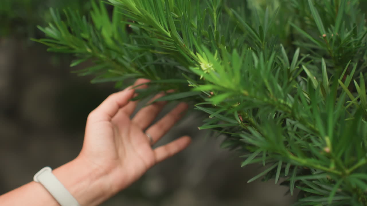 Palmo aperto esplora rami sempreverdi dalla texture definita, tocco ravvicinato che saggia le punte, movimento del polso e delicata estensione, sfondo di giardino urbano con rocce dai colori tenui, curiosità sensoriale e tranquilla scoperta.