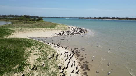 flocks of migrating cormorant seabirds gather on a scenic sand island to commence breeding