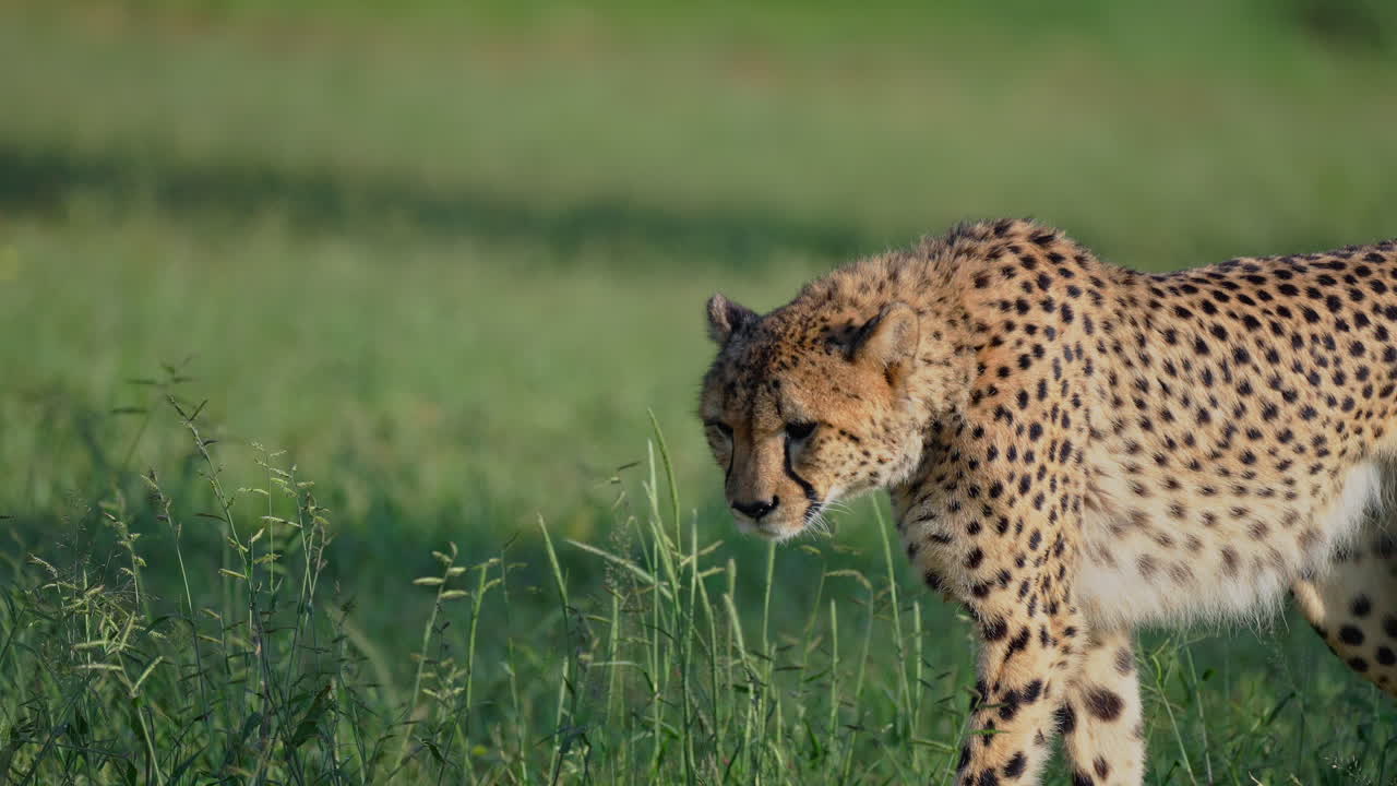 Cheetah in the Grass