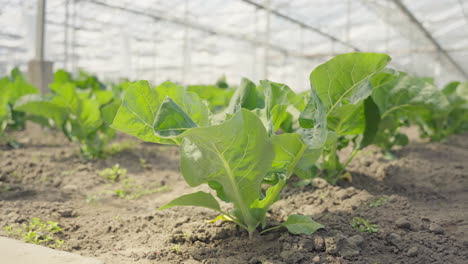 Rows-of-naturally-grown-cauliflower-grows-from-the-ground-in-a-Dutch-greenhouse