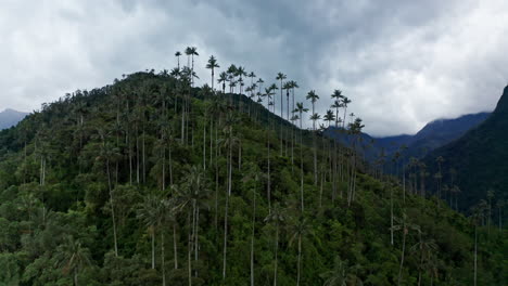 Luftdrohnenaufnahme-Des-Cocora-Tals,-Salento,-Kolumbien