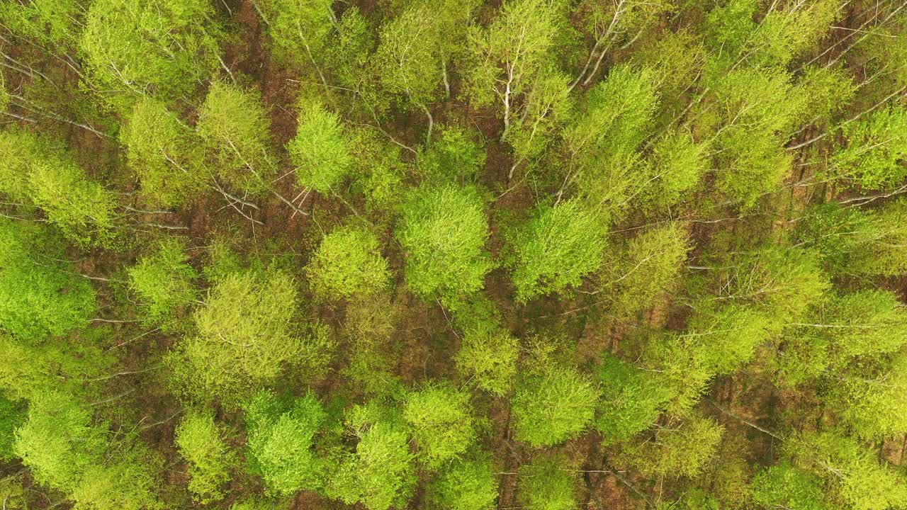 初秋の森の上空からの眺め