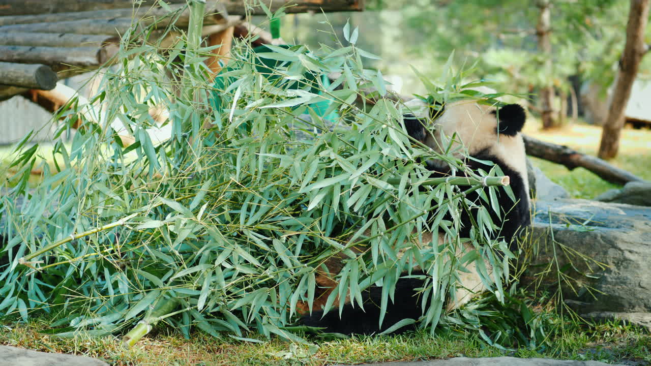 El oso panda comiendo bambú.