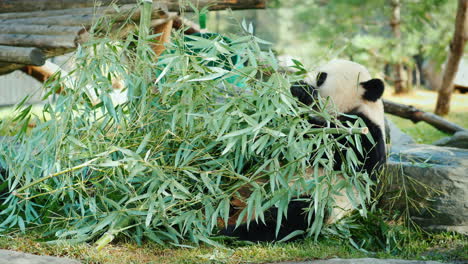 El oso panda comiendo bambú.