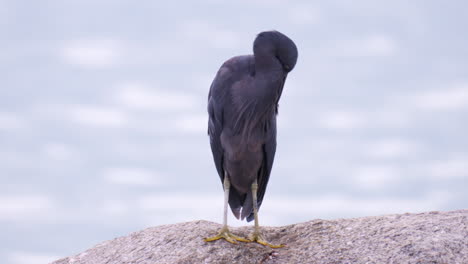 lone eastern reef heron standing on sea waters edge rock and preening it's feathers