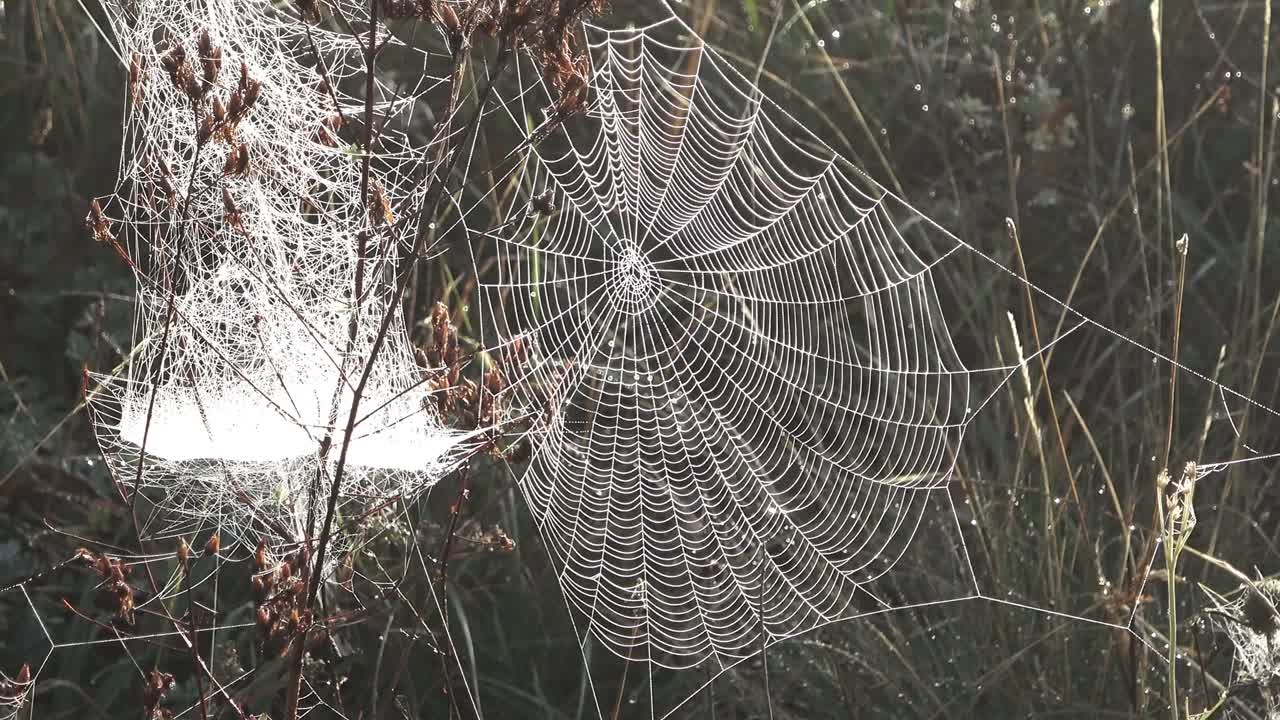 la telaraña, el rocío matinal, el diseño, el zoom