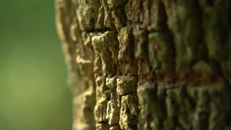 trees excrete through their bark