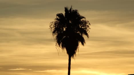 palm tree silhouette tropical sunset with breeze california beach miami hawaii
