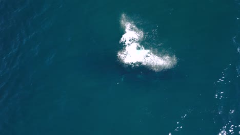 a newly born baby humpback whale performs its first breach above its mother swimming below the ocean