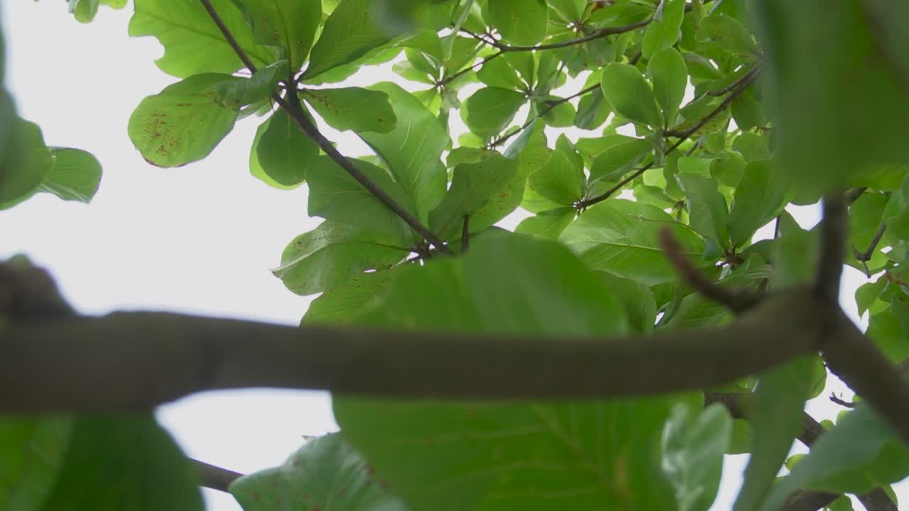 낮은 관점에서 녹색 잎과 하늘을 보여주는 일부 구멍