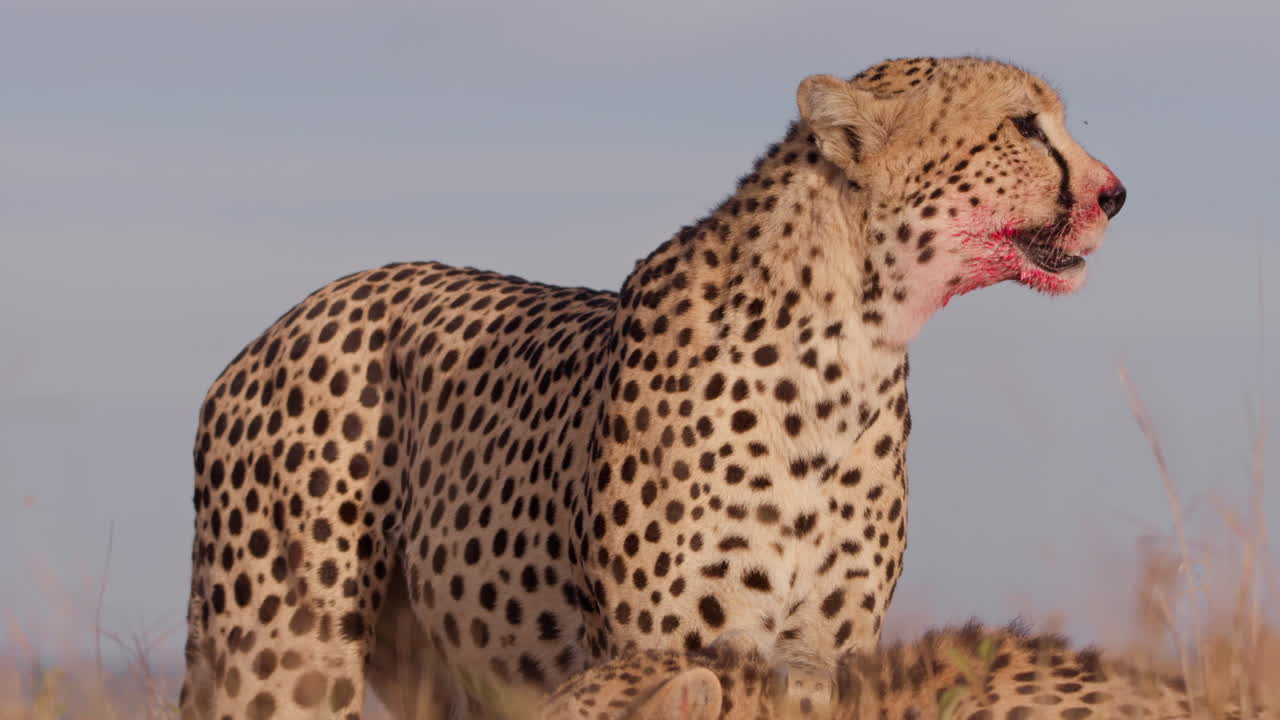 Close up shot of a lone eyed cheetah's body moving around