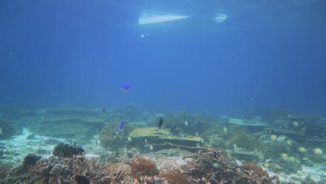 Imágenes-Del-Fondo-Marino-Cubierto-De-Coral-Con-El-Casco-De-Una-Lancha-Rápida-Flotando-Encima